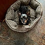 Bruin is registered to the contest to win money with this photo: dog, pet_bed, corduroy, small_dog, floor, tile_floor, brown, black, ears, eyes, cozy, indoor, resting, cute, animal, companion, fur, alert, looking_up, home