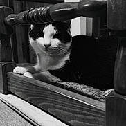 Noopy participe au concours pour gagner de l'argent avec cette photo : cat, feline, black_and_white, chair, wooden_chair, indoor, whiskers, paws, seat, furniture, portrait, staring, cozy, pet, domestic_animal, close_up, backrest, texture, floor, cushion