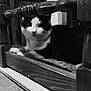 cat, feline, black_and_white, chair, wooden_chair, indoor, whiskers, paws, seat, furniture, portrait, staring, cozy, pet, domestic_animal, close_up, backrest, texture, floor, cushion