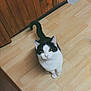 Noopy participe au concours pour gagner de l'argent avec cette photo : cat, feline, black_and_white, yellow_eyes, whiskers, tail, sitting, looking_up, indoor, hardwood_floor, wooden_paneling, kitchen, pet, domestic, curious, portrait, cozy, paws, vintage_filter, floor