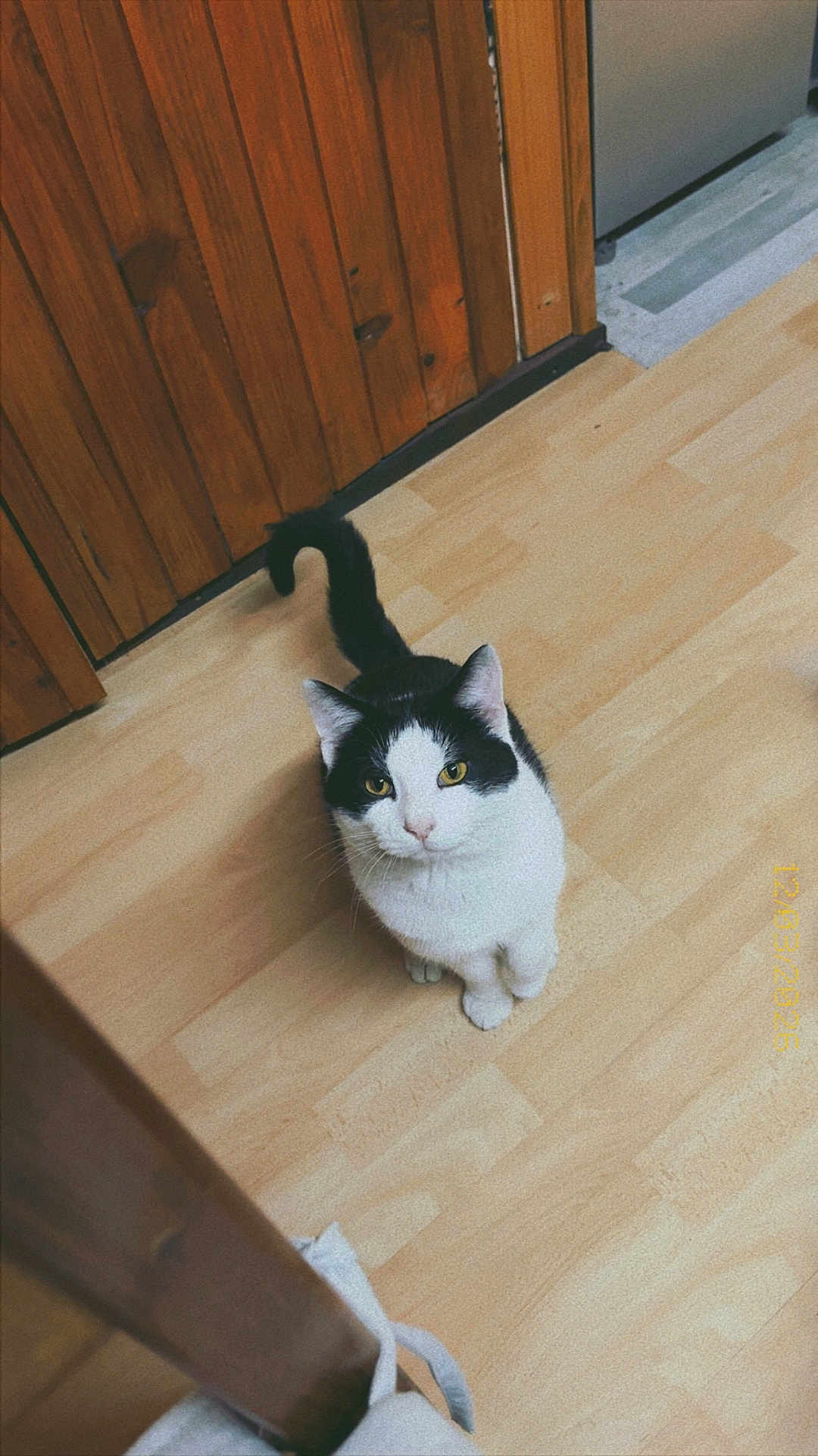 Noopy participe au concours pour gagner de l'argent avec cette photo : cat, feline, black_and_white, yellow_eyes, whiskers, tail, sitting, looking_up, indoor, hardwood_floor, wooden_paneling, kitchen, pet, domestic, curious, portrait, cozy, paws, vintage_filter, floor