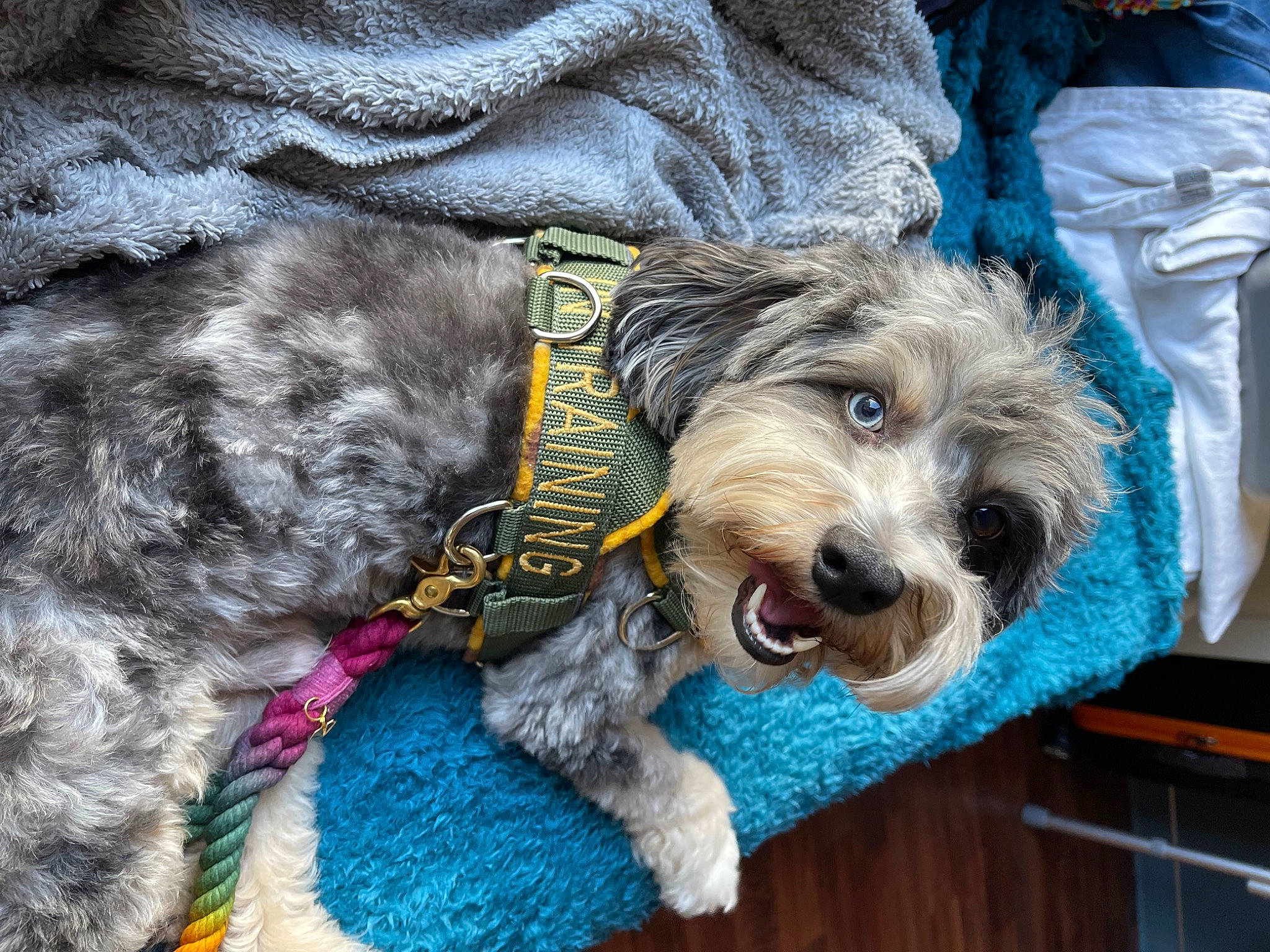 Doug joined the competition — help win amazing prizes! blue, canidae, carnivore, collar, companion_dog, dog, dog_breed, dog_clothes, dog_collar, dog_supply, fur, pet_supply, schnauzer, small_terrier, snout, sporting_group, terrier, toy_dog, water_dog, working_animal