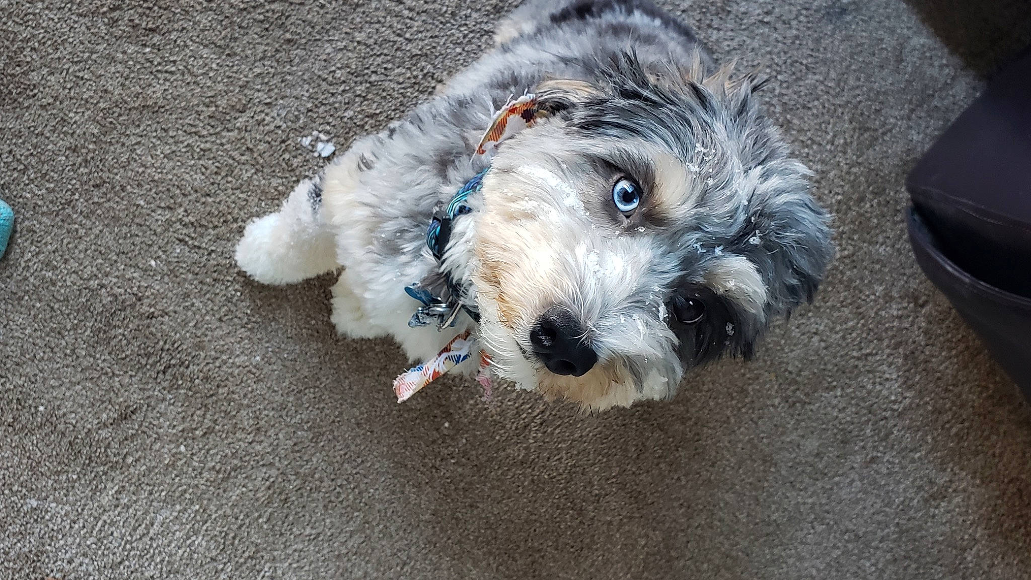 Doug joined the competition — help win amazing prizes! asphalt, canidae, carnivore, cockapoo, companion_dog, dog, dog_breed, fur, maltepoo, poodle_crossbreed, road_surface, schnauzer, shih_poo, small_terrier, snout, sporting_group, terrier, toy_dog, water_dog, working_animal