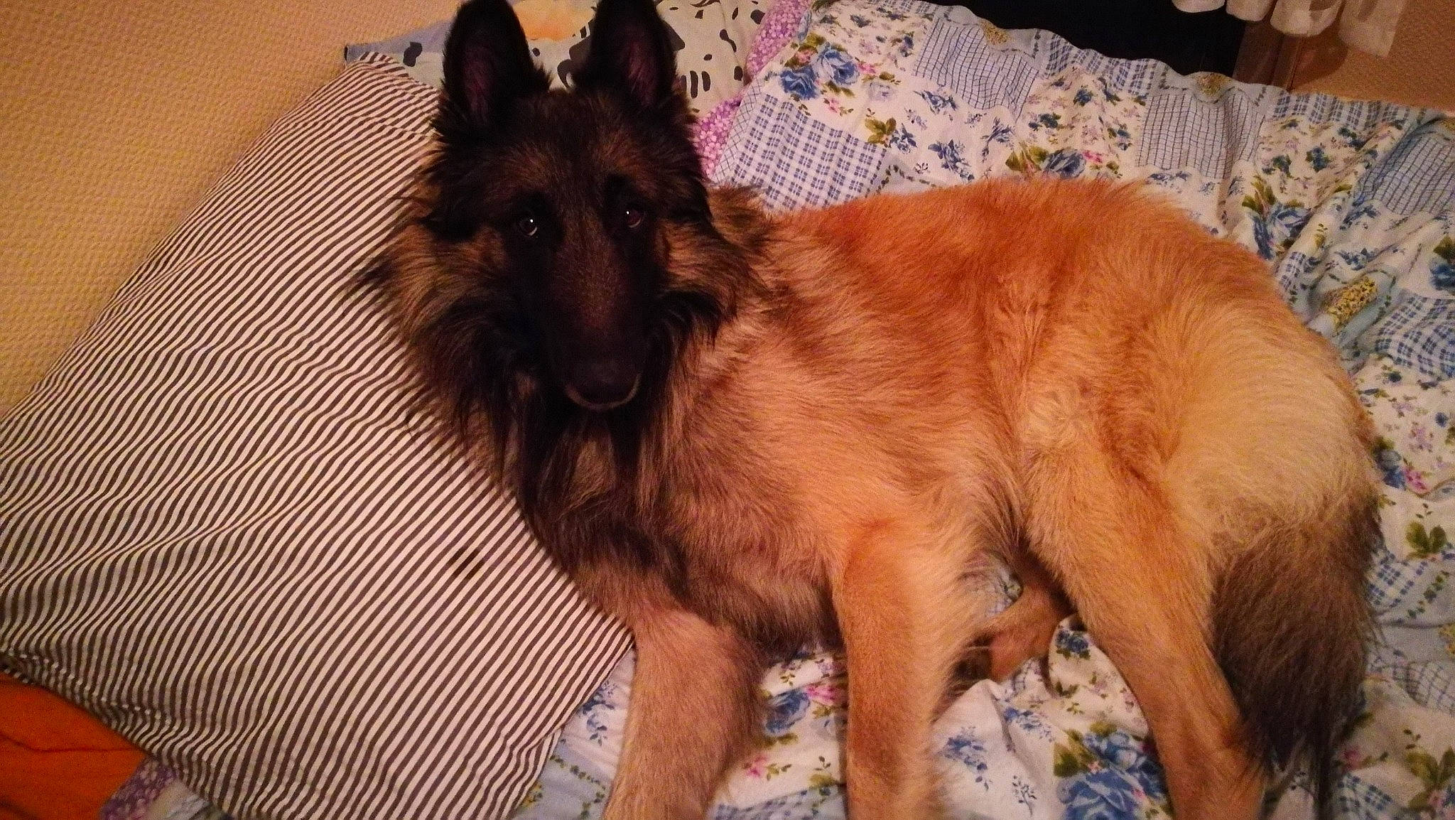 Newton participe au concours pour gagner de l'argent avec cette photo : canidae, carnivore, companion_dog, dog, dog_breed, dog_supply, east_european_shepherd, fawn, flooring, fur, german_shepherd_dog, herding_dog, liver, old_german_shepherd_dog, snout, sporting_group, terrestrial_animal, whiskers, working_animal, working_dog