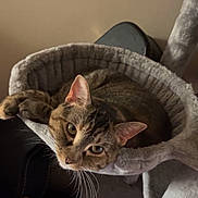 Korra is registered to the contest to win money with this photo: cat, tabby_cat, pet, animal, feline, indoors, cozy, resting, hammock, fur, whiskers, ears, face, looking, relaxed, soft_texture, cat_tree, home, comfortable, curious