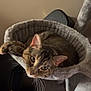 cat, tabby_cat, pet, animal, feline, indoors, cozy, resting, hammock, fur, whiskers, ears, face, looking, relaxed, soft_texture, cat_tree, home, comfortable, curious