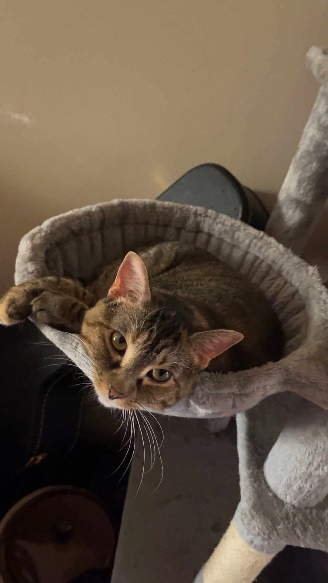 Korra is registered to the contest to win money with this photo: cat, tabby_cat, pet, animal, feline, indoors, cozy, resting, hammock, fur, whiskers, ears, face, looking, relaxed, soft_texture, cat_tree, home, comfortable, curious