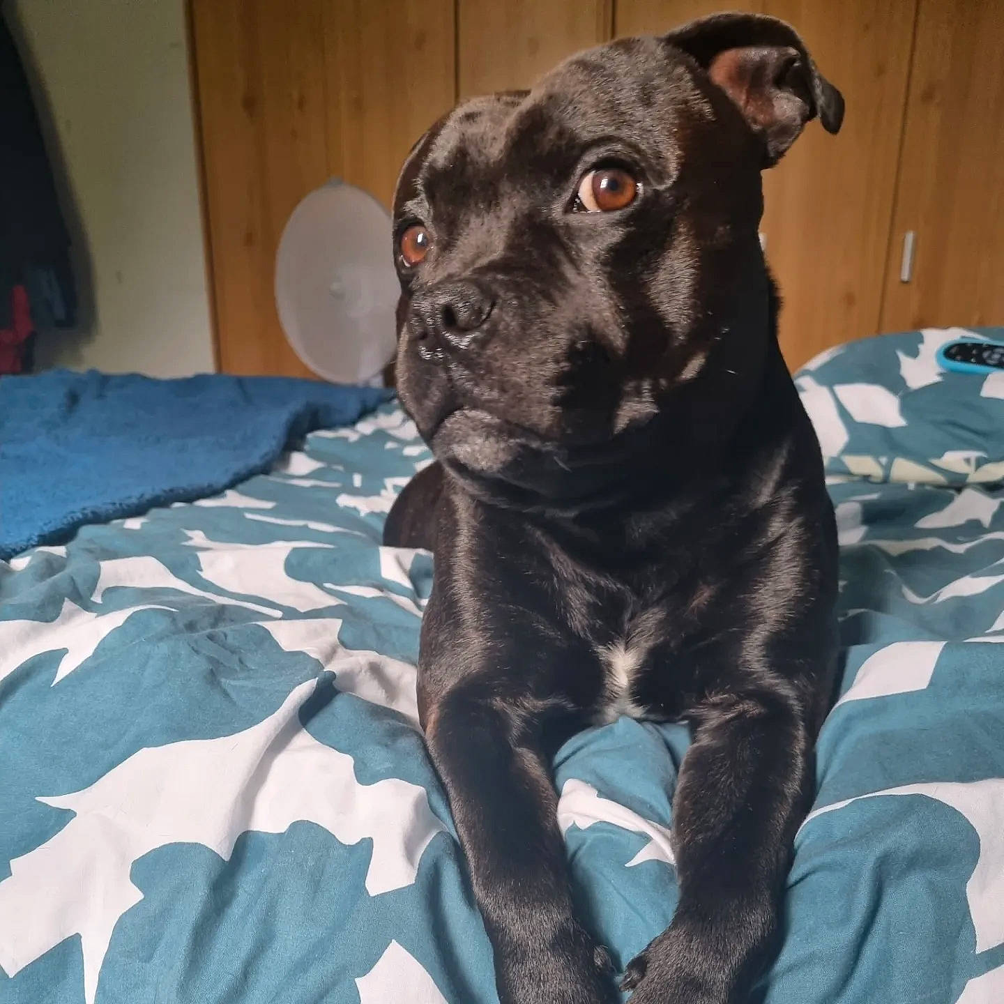 Bruno joined the competition — help win amazing prizes! borador, canidae, carnivore, comfort, companion_dog, dog, dog_breed, eye, fawn, guard_dog, non_sporting_group, puppy, snout, sporting_group, terrestrial_animal, toy_dog, whiskers, working_animal