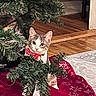 Willy joined the competition — help win amazing prizes! cat, christmas_tree, tree_skirt, holiday, indoor, wooden_floor, curious, pet, decorations, festive, red, green, white, snowflake_pattern, animal, domestic, cute, sitting, tree_branch, collar