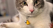 Willy joined the competition — help win amazing prizes! cat, pet, animal, feline, collar, bell, yellow_charm, green_eyes, pink_nose, fur, whiskers, paw, indoor, bed, quilt, relaxed, close_up, portrait, domestic_cat, cute