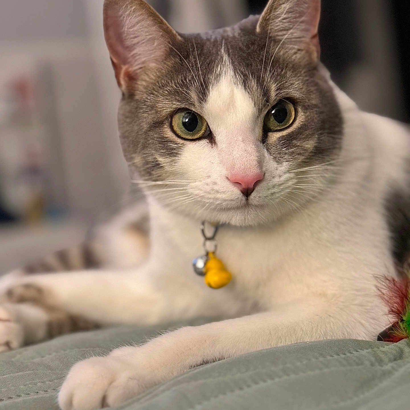 Willy joined the competition — help win amazing prizes! cat, pet, animal, feline, collar, bell, yellow_charm, green_eyes, pink_nose, fur, whiskers, paw, indoor, bed, quilt, relaxed, close_up, portrait, domestic_cat, cute