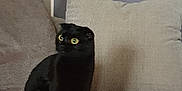 Rabane a rejoint le concours — aidez-le/la à gagner de superbes lots ! animal, architecture, bed, bedroom, blackcat, blanket, building, cat, couch, cushion, furniture, homedecor, indoors, kitten, linen, livingroom, manx, pet, quilt, room