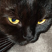 Rabane a rejoint le concours — aidez-le/la à gagner de superbes lots ! animal, blackcat, cat, manx, pet