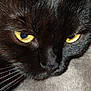 Rabane participe au concours pour gagner de l'argent avec cette photo : animal, blackcat, cat, manx, pet
