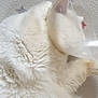 Memphis a rejoint le concours — aidez-le/la à gagner de superbes lots ! angora, animal, bag, bed, bird, canine, cat, cushion, dog, eskimodog, furniture, homedecor, kitten, manx, person, pet, siamese, sleeping, white, whitedog
