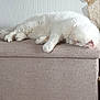 Memphis a rejoint le concours — aidez-le/la à gagner de superbes lots ! angora, animal, architecture, building, canine, cat, couch, cushion, dog, furniture, homedecor, indoors, interiordesign, livingroom, manx, person, pet, room, sleeping, wood