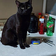 Ozzy is registered to the contest to win money with this photo: animal, appliance, black_cat, bottle, cabinet, can_opener, canned_food, cat, condiments, countertop, curious, domestic_cat, feline, household, indoor, kitchen, mountain_dew, pet, sitting, tuna_can