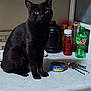 animal, appliance, black_cat, bottle, cabinet, can_opener, canned_food, cat, condiments, countertop, curious, domestic_cat, feline, household, indoor, kitchen, mountain_dew, pet, sitting, tuna_can