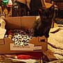 Pitchoune participe au concours pour gagner de l'argent avec cette photo : animal, black_cat, blanket, cardboard_box, cozy, cute, domestic, feline, fur, home, indoor, kitten, leopard_print, pet, resting, sitting, small, soft_texture, warm_lighting, young_animal