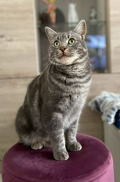 Popcorn participe au concours pour gagner de l'argent avec cette photo : carnivore, cat, cat_furniture, cat_supply, domestic_short_haired_cat, felidae, fur, grey, pet_supply, sitting, small_to_medium_sized_cats, snout, tail, terrestrial_animal, whiskers, window