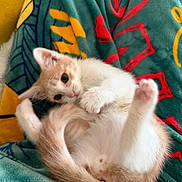 Calypso participe au concours pour gagner de l'argent avec cette photo : kitten, cat, pet, animal, playing, cute, curled_up, fur, whiskers, paws, blanket, pattern, colorful, indoor, cozy, resting, young, small, domestic_animal, feline