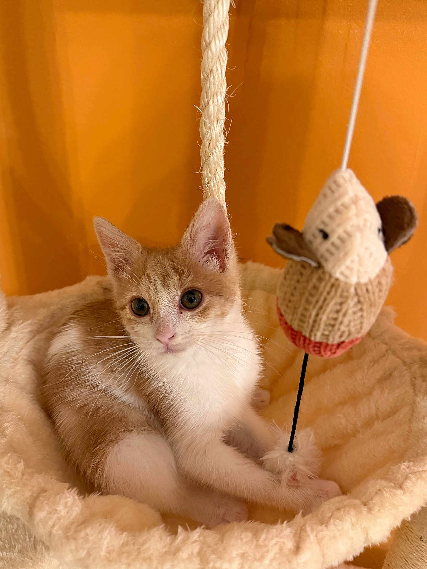 Calypso participe au concours pour gagner de l'argent avec cette photo : kitten, cat, orange_cat, white_cat, hammock, toy, knitted_toy, mouse_toy, pet, animal, cute, feline, indoor, cozy, soft, playful, young_cat, curious, resting, warm_colors