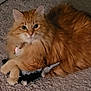animal, carpet, cat, claws, cute, domestic_animal, feline, fluffy, fur, indoor, mammal, orange_cat, paws, pet, playful, relaxed, resting, stuffed_toy, toy, whiskers
