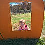 child, pumpkin_cutout, outdoor, grass, fence, daylight, plaid_clothing, curious, nature, field, autumn, tree, sky, person, window_frame, young_child, play, fun, sunny, expression