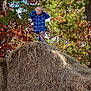 Katerina joined the competition — help win amazing prizes! autumn, blond_hair, blue_shirt, child, fall, farm, fun, happy, haystack, leaves, nature, outdoor, patterned_pants, playful, posing, rural, seasonal, smiling, sunlight, trees