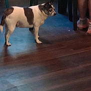 Biscuit joined the competition — help win amazing prizes! alert, animal, brown_and_white, casual, chair, companion, curious, dog, domestic, floor, furniture, home, indoor, legs, livingspace, person, pet, small_dog, standing, wooden_floor