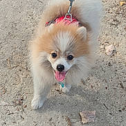 Biscote participe au concours pour gagner de l'argent avec cette photo : dog, puppy, pomeranian, fluffy, leash, harness, outdoor, walking, tongue_out, happy, pet, animal, cute, small_dog, fur, nature, path, leaves, daylight, canine