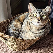 Kerbish joined the competition — help win amazing prizes! abyssinian, animal, basket, cat, hardwood, kitten, manx, pet, wood