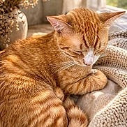 Yummy joined the competition — help win amazing prizes! cat, close_up, cozy, curled_up, dried_flowers, feline, fur, ginger_cat, home, indoor, knitted_blanket, pet, relaxed, resting, sleeping, sunlight, tabby, vase, warm_light, whiskers
