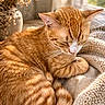 cat, close_up, cozy, curled_up, dried_flowers, feline, fur, ginger_cat, home, indoor, knitted_blanket, pet, relaxed, resting, sleeping, sunlight, tabby, vase, warm_light, whiskers