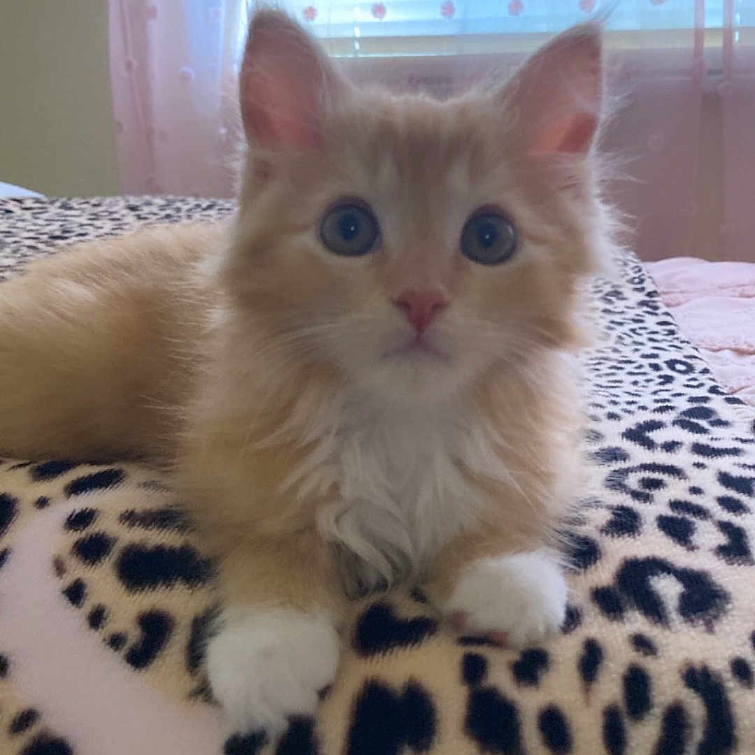 Guerro is registered to the contest to win money with this photo: animal, bedroom, blanket, cat, cozy, curious_eyes, cute, domestic_cat, ears, fur, furry, indoor, kitten, leopard_print, lying_down, pet, pink_nose, soft_light, whiskers, young