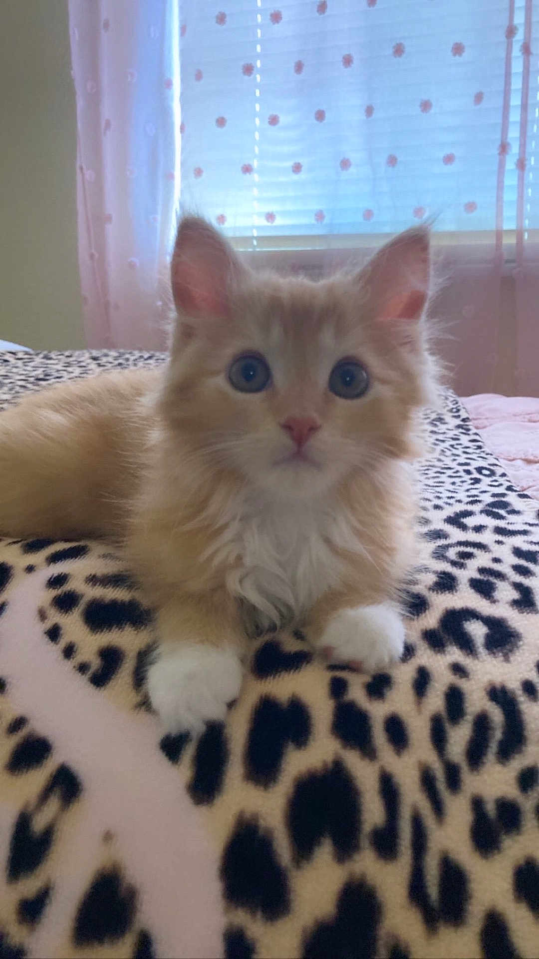 Guerro is registered to the contest to win money with this photo: kitten, cat, animal, pet, furry, cute, lying_down, indoor, blanket, leopard_print, soft_light, curious_eyes, fur, whiskers, ears, pink_nose, young, domestic_cat, cozy, bedroom
