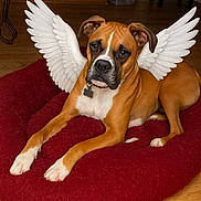 Bentley joined the competition — help win amazing prizes! angel_wings, animal, bed, boxer, brown_dog, collar, cute, dog, ears, floor, furniture, house, indoor, looking_up, lying_down, pet, red_bed, tag, white_paws, wooden_floor