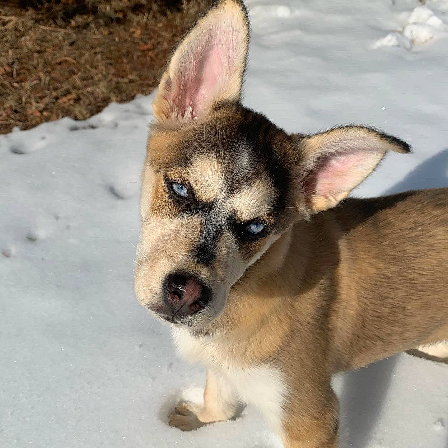 Everest is registered to the contest to win money with this photo: alaskan_klee_kai, canidae, carnivore, czechoslovakian_wolfdog, dog, dog_breed, ear, mammal, native_american_indian_dog, northern_inuit_dog, puppy, rare_breed_dog, saarloos_wolfdog, siberian_husky, snout, sporting_group, swedish_vallhund, tamaskan_dog, vertebrate, wolfdog