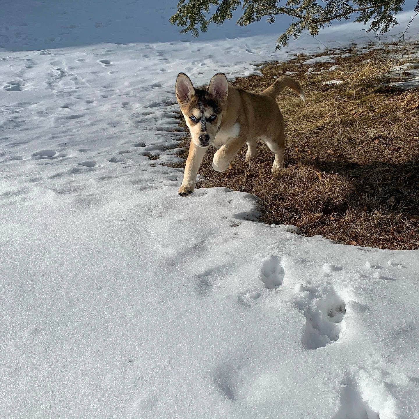 Everest is registered to the contest to win money with this photo: canidae, carnivore, coyote, czechoslovakian_wolfdog, dog, dog_breed, east_siberian_laika, fawn, geological_phenomenon, greenland_dog, mammal, northern_inuit_dog, norwegian_buhund, saarloos_wolfdog, snow, tamaskan_dog, vertebrate, wildlife, winter, wolfdog