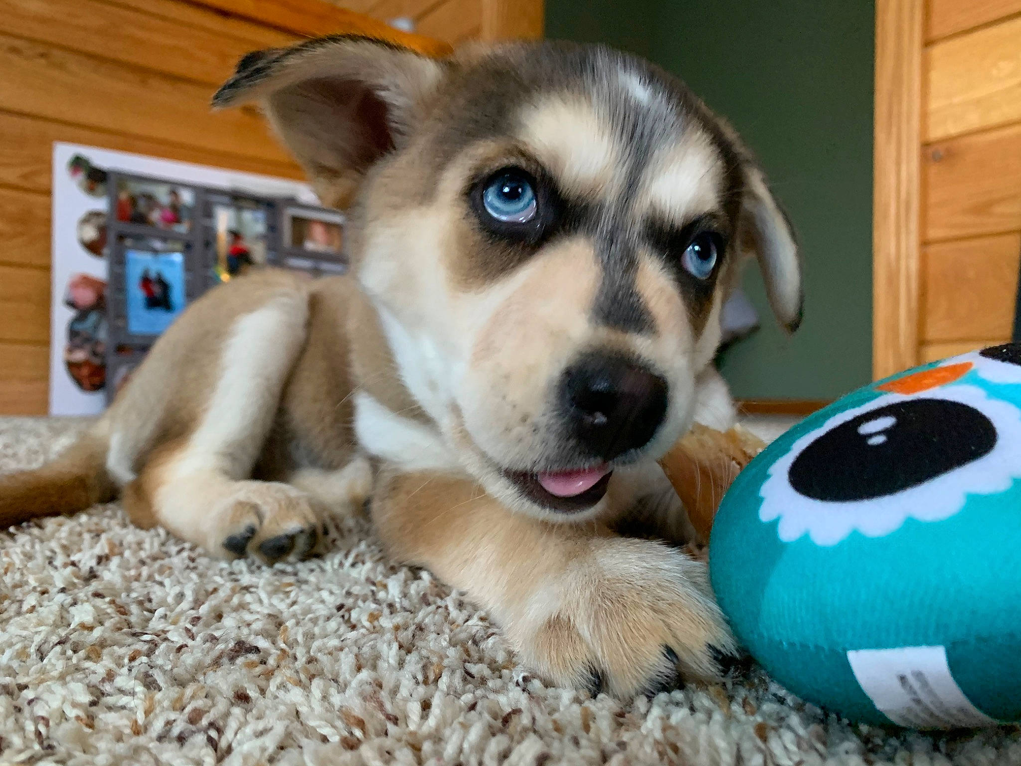Everest is registered to the contest to win money with this photo: alaskan_malamute, ball, canidae, carnivore, companion_dog, dog, dog_breed, eye, labrador_husky, mammal, nose, paw, puppy, rare_breed_dog, siberian_husky, sled_dog, snout, sporting_group, vertebrate, whiskers