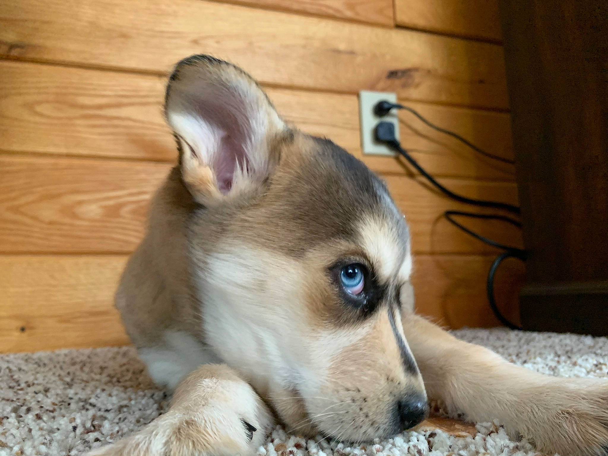 Everest joined the competition — help win amazing prizes! alaskan_malamute, canidae, carnivore, companion_dog, dog, dog_breed, ear, labrador_husky, mammal, miniature_siberian_husky, northern_inuit_dog, norwegian_lundehund, puppy, rare_breed_dog, siberian_husky, snout, tamaskan_dog, vertebrate, whiskers, wolfdog