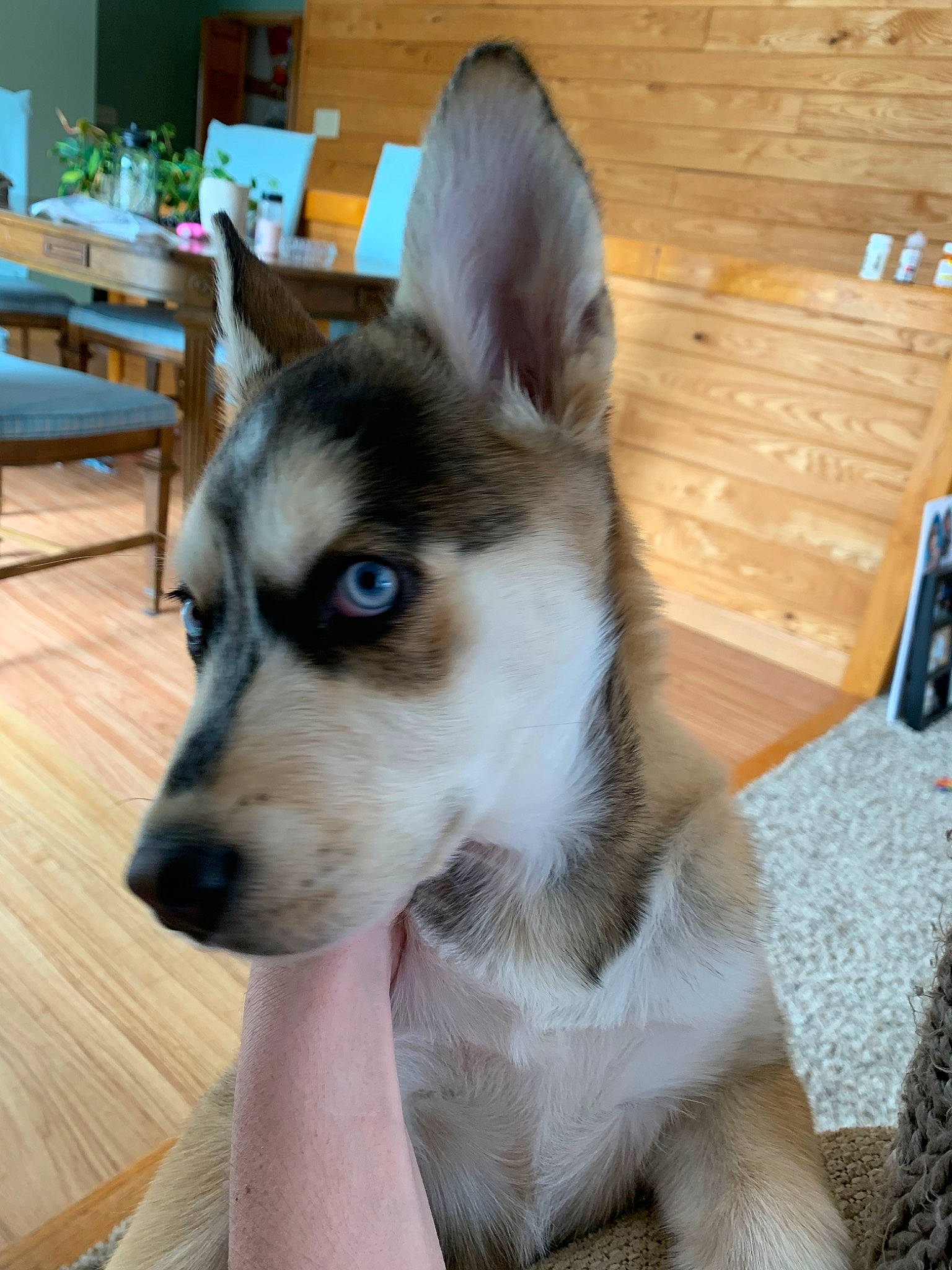 Everest joined the competition — help win amazing prizes! alaskan_klee_kai, alaskan_malamute, canidae, carnivore, czechoslovakian_wolfdog, dog, dog_breed, labrador_husky, mammal, miniature_siberian_husky, native_american_indian_dog, northern_inuit_dog, rare_breed_dog, sakhalin_husky, seppala_siberian_sleddog, siberian_husky, sled_dog, tamaskan_dog, vertebrate, wolfdog