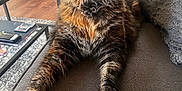 Kiki is registered to the contest to win money with this photo: cat, couch, cozy, curious, domestic_animal, eyes, fluffy, fur, furniture, home, indoor, living_room, paws, pet, relaxed, rug, stretching, tabby, table, whiskers