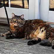 Kiki is registered to the contest to win money with this photo: animal, cat, domestic_animal, door, ears, feline, fluffy, fur, glass, lounging, outdoor, paws, pet, reflection, relaxed, sunlight, tabby, tail, whiskers, wooden_deck