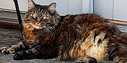 Kiki is registered to the contest to win money with this photo: animal, cat, domestic_animal, door, ears, feline, fluffy, fur, glass, lounging, outdoor, paws, pet, reflection, relaxed, sunlight, tabby, tail, whiskers, wooden_deck