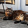 cat, tabby, fluffy, pet, animal, outdoor, wooden_deck, sunlight, relaxed, lounging, feline, door, glass, reflection, whiskers, ears, tail, paws, fur, domestic_animal