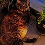 Kiki joined the competition — help win amazing prizes! animal, calm, cat, curious, domestic_cat, evening_light, eyes, fluffy_fur, fur_texture, greenery, nature, outdoor, pet, plant_pot, potted_plant, relaxed, resting, tabby, whiskers, wooden_deck