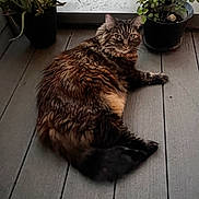 Kiki joined the competition — help win amazing prizes! cat, tabby, fluffy, pet, animal, plant, potted_plant, wooden_deck, outdoor, relaxed, feline, fur, whiskers, eyes, tail, nature, greenery, domestic_cat, resting, curious