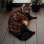 cat, tabby, fluffy, pet, animal, plant, potted_plant, wooden_deck, outdoor, relaxed, feline, fur, whiskers, eyes, tail, nature, greenery, domestic_cat, resting, curious