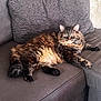 Kiki is registered to the contest to win money with this photo: animal, cat, comfortable, couch, cozy, domestic, ears, eyes, feline, fur, home, indoor, lounging, pet, pillow, relaxed, resting, sofa, tabby, whiskers
